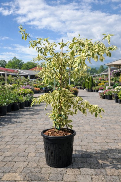 Дерен спірний Варієгата купити С2, 2Л